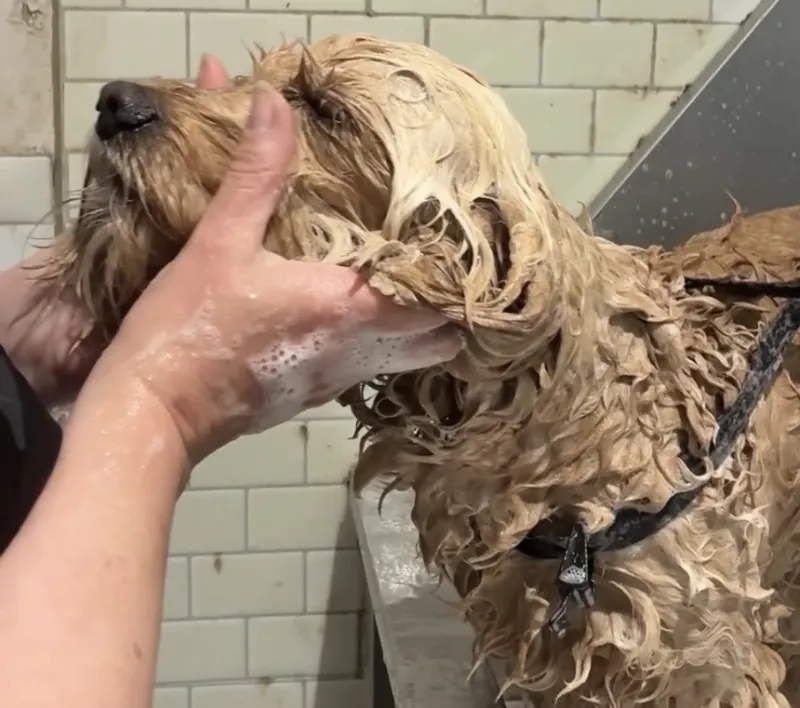 A groomer gently bathing a cockapoo during a calming spa treatment at House4paws in Watford