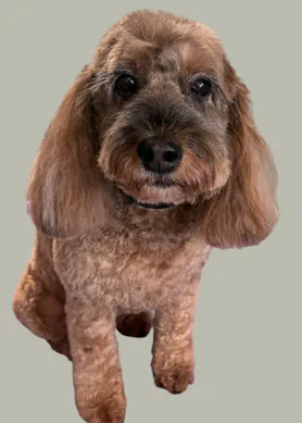 A freshly groomed apricot cockapoo sitting at House4paws in Watford