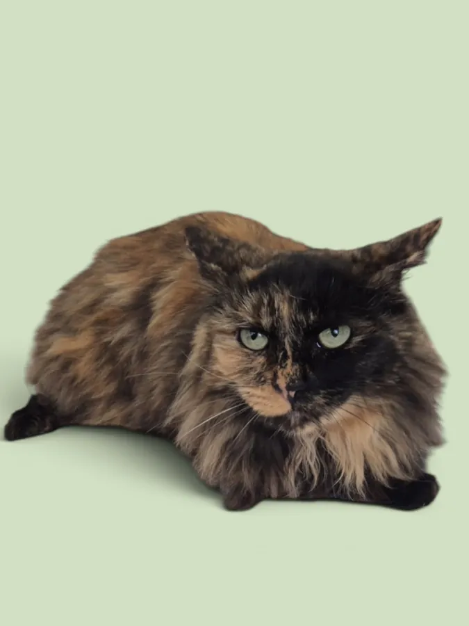A long-haired tortoiseshell cat groomed at House4paws in Watford