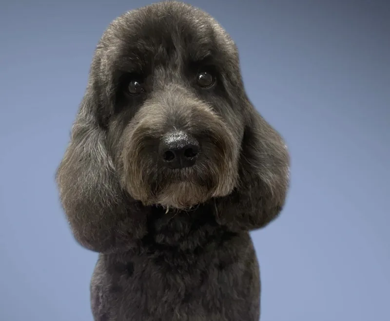 A close-up of a freshly groomed grey cockapoo at House4paws in Watford