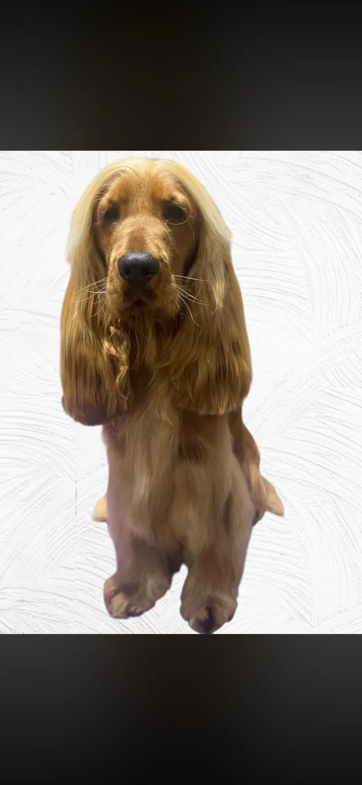A freshly groomed golden cocker spaniel after a visit to House4paws in Watford