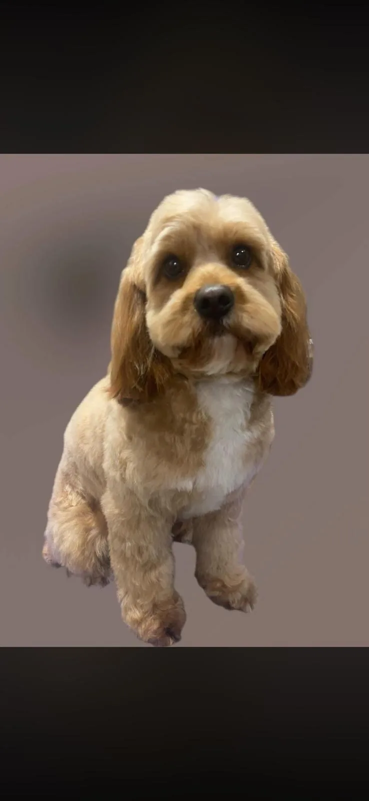A fluffy apricot cockapoo with a soft teddy bear trim, groomed at House4paws in Watford