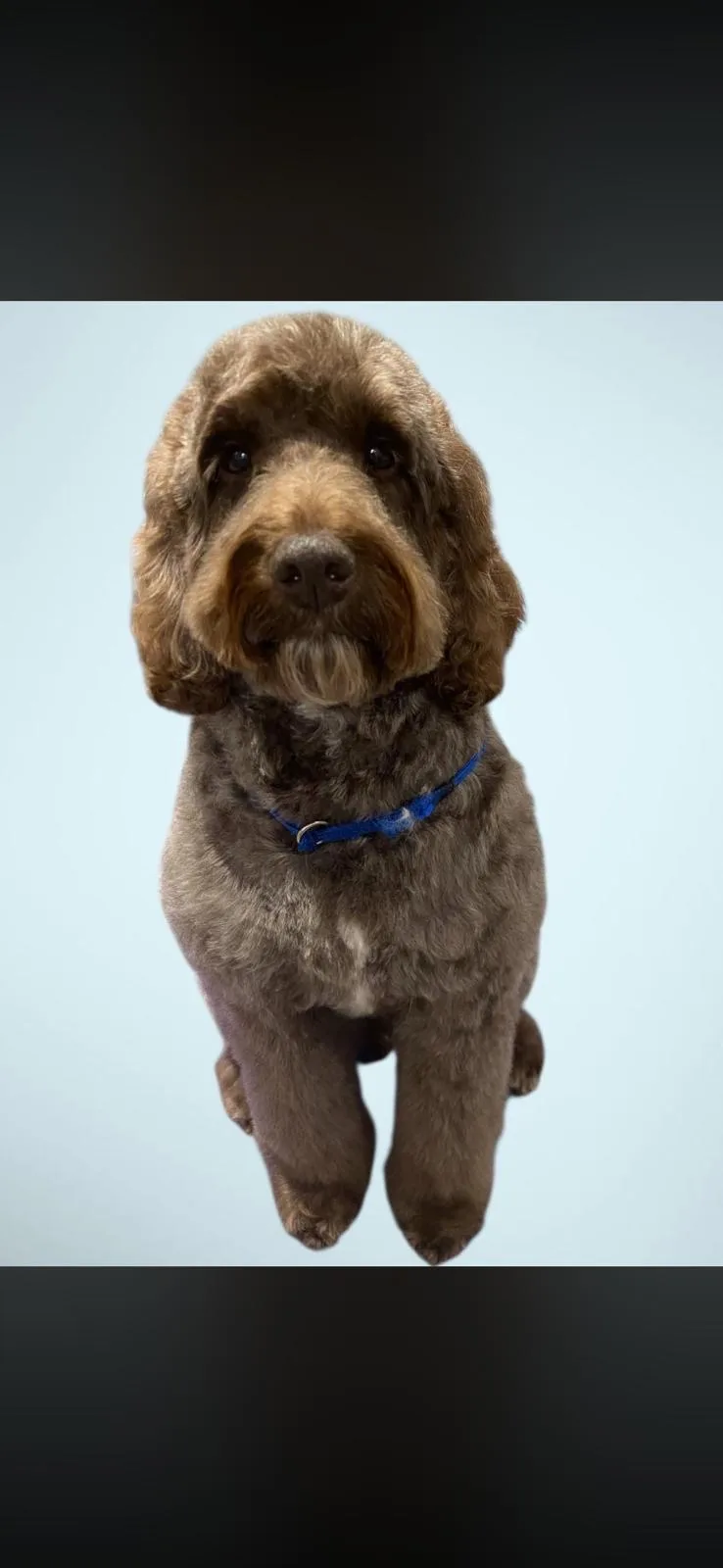 A chocolate brown cockapoo wearing a blue collar, freshly groomed at House4paws