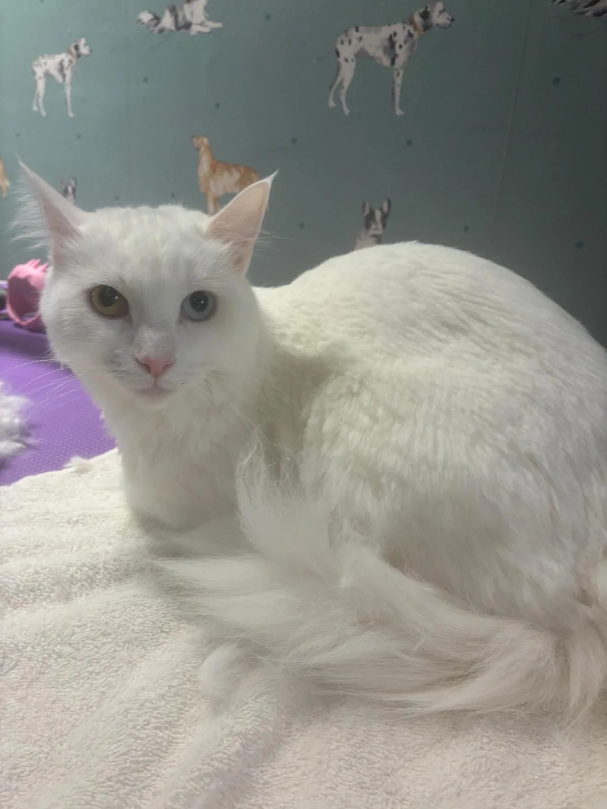 A fluffy white cat relaxing after a grooming session at House4paws in Watford