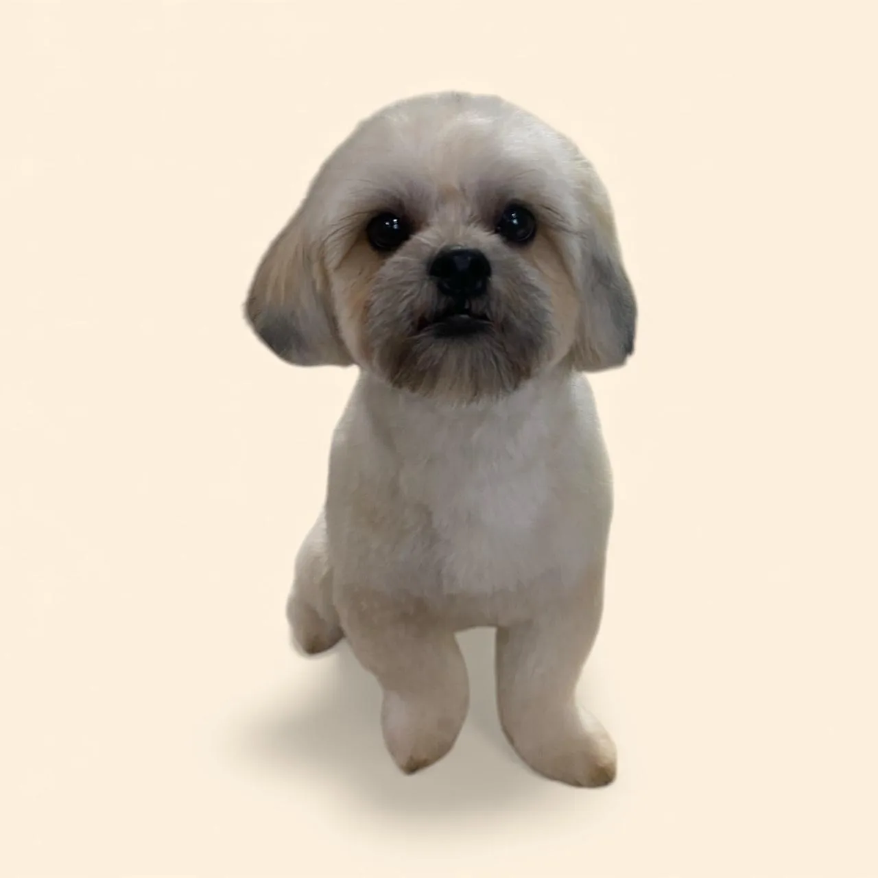 A white Shih Tzu with a rounded teddy bear face, freshly groomed at House4paws
