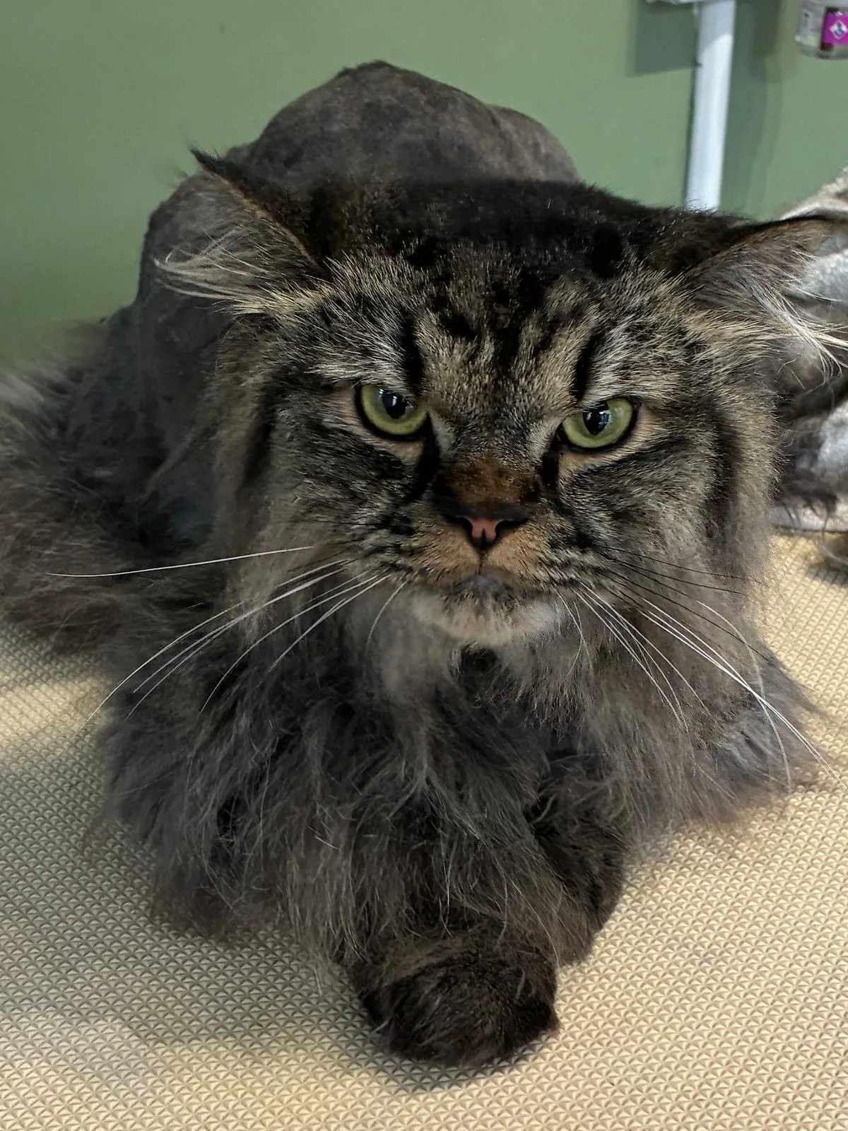 A fluffy grey tabby cat on the grooming table at House4paws in Watford