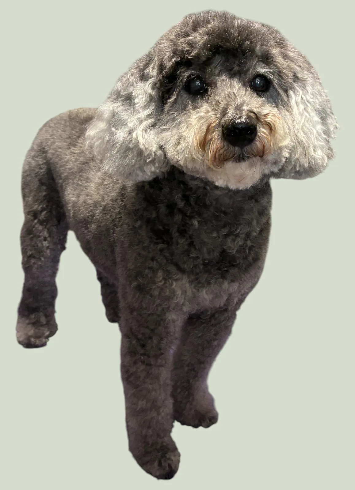 A silver grey poodle freshly groomed at House4paws in Watford