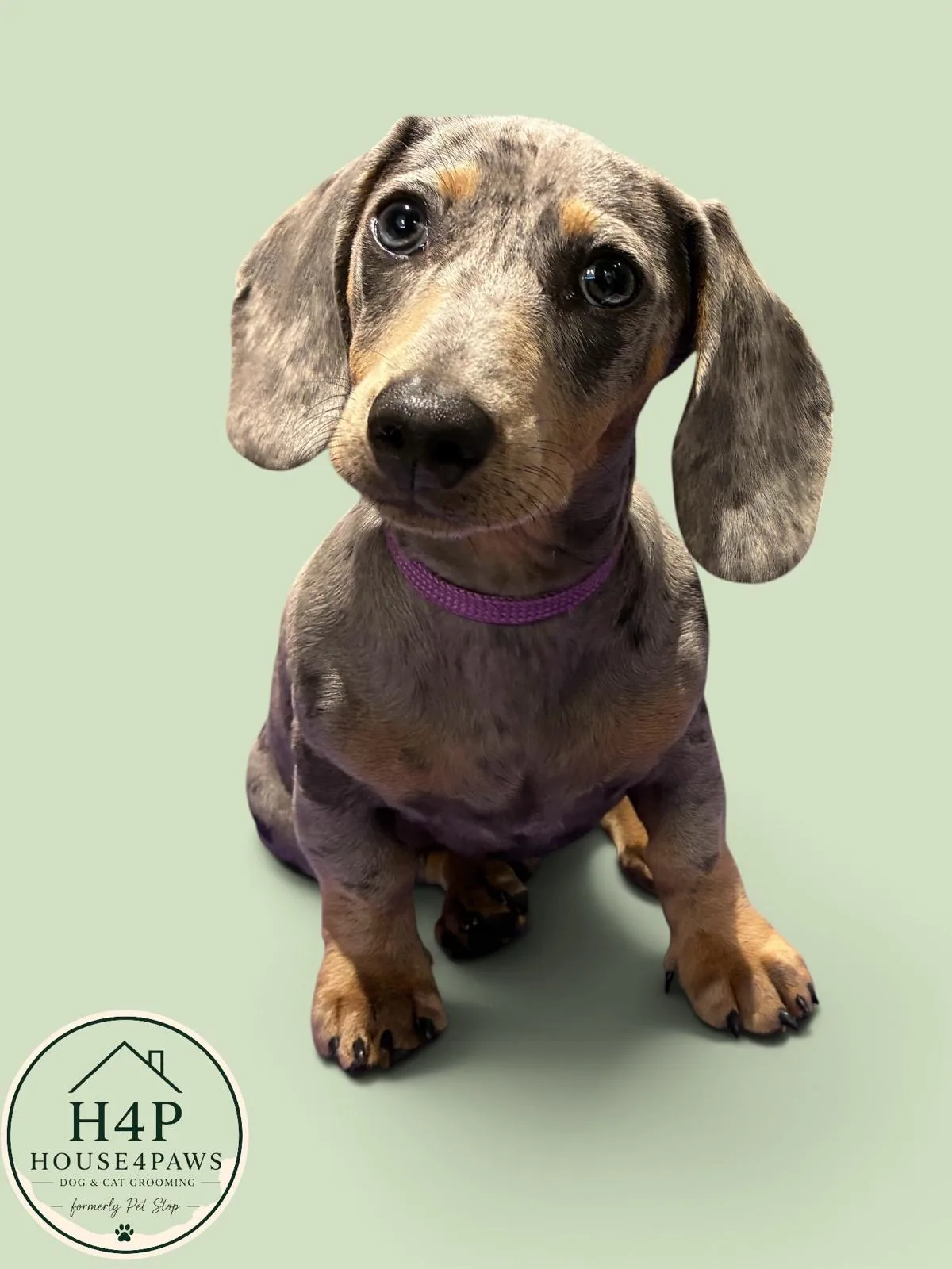 A dapple dachshund with a purple collar after grooming at House4paws in Watford
