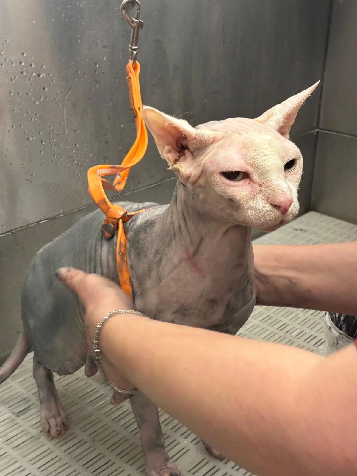 A cat being gently bathed during a grooming session at House4paws in Watford
