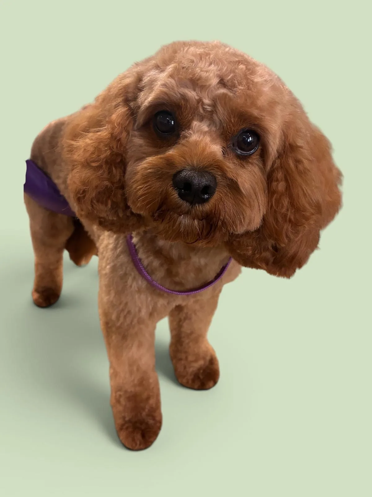 A red toy poodle with a purple collar, freshly groomed at House4paws in Watford