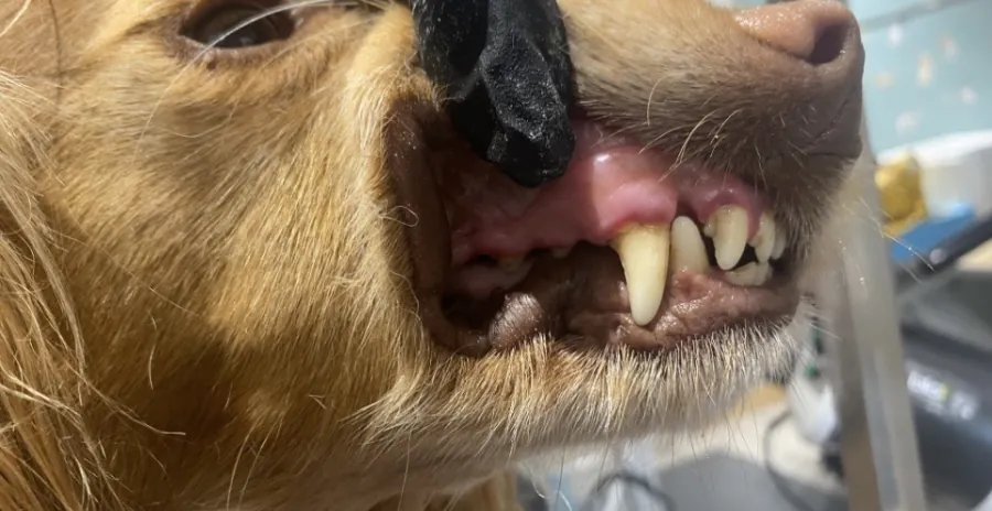 Close-up of a dog's clean teeth after ultrasonic teeth cleaning at House4paws